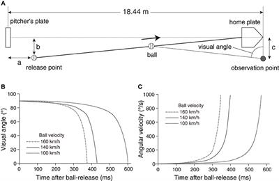 Eye and <mark class="highlighted">Head Movements</mark> of Elite Baseball Players in Real Batting